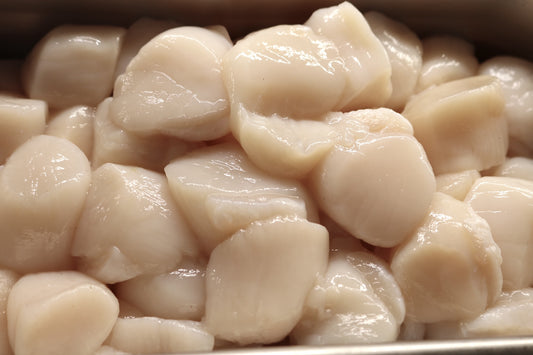 Sea Scallops